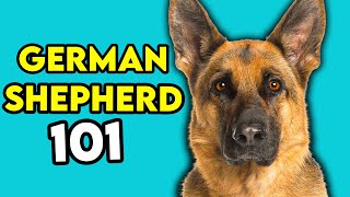 German Shepherd 101 - Learn Everything You Need To Know Net Worth