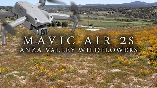 Mavic Air 2S - Anza Valley Wildflowers