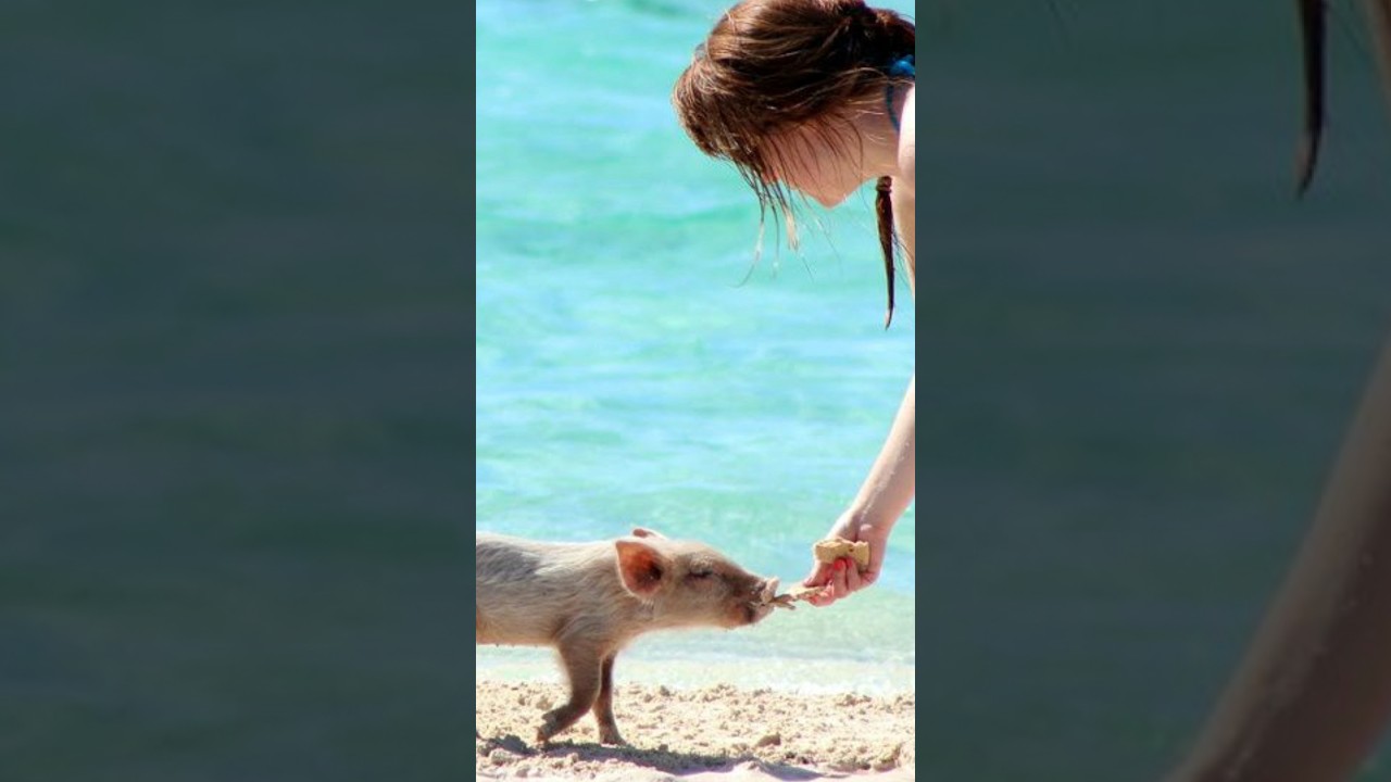 ¿Existe la isla de los cerdos? 