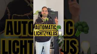 Lichtzyklus Bei Automatic Pflanzen Brokkoli