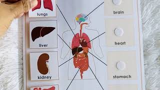Body Organs Matching Activity, Human Anatomy, Activity Binder, Learning Binder, Busy Book for Kids