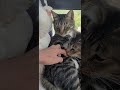 Two funny sleepy cats #cat #cutecat #cutecatshorts #funnycats #pets #catlover #petlover