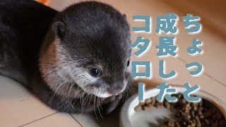 カワウソ コタロー遊んで食べて寝てすくすく成長  Otterbaby Kotaro is growing up