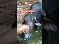 murra buffalo giving birth a calf ❤️❣️😊