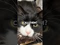 THIS is why cats ignore you