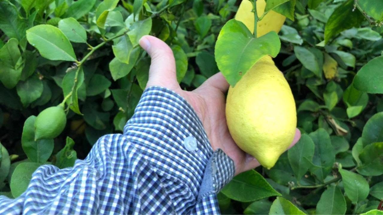 مكافحه    اكاروس   الموالح   البني     واكاروس   صدأ   الموالح    والاكاروس   الفضي    بكل   سهوله