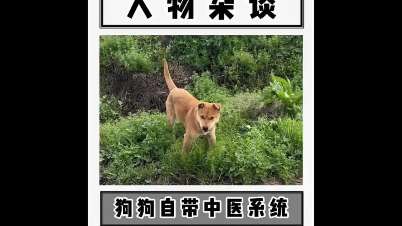 怪不得农村的狗子很少生病，原来是他们都自带中医系统了啊？！#搞笑 #离谱 #狗子成精了 - YouTube