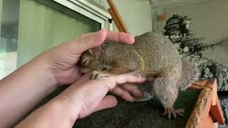 Peekaboo The Frocious Loves Her Momma