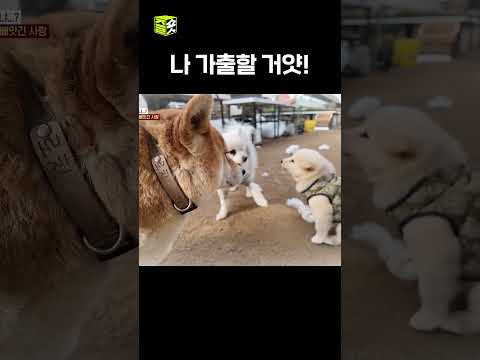 속상한 로치의 <strong>가출</strong> 감행?! #TV동물농장 #우와한비디오 #우와비 #shorts