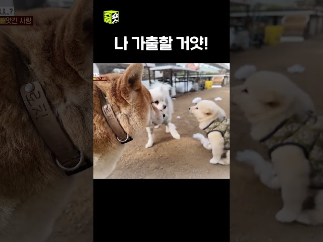 속상한 로치의 가출 감행?! #TV동물농장 #우와한비디오 #우와비 #shorts
