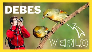 👉 Fotografía de AVES desde POSADEROS y COMEDEROS (Parte 1) 🐦