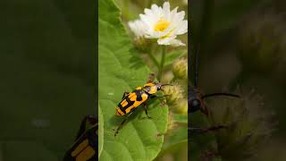 The Beetle With a Powerful Chemical Defense 🪲 | Blister Beetle #blisterbeetle #unique #nature