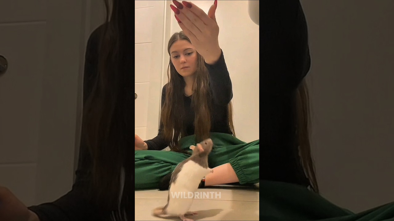 Rats Are Smarter Than You Think 🗿