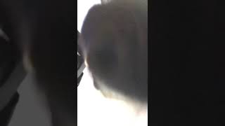 POV You are a dead fly on the floor