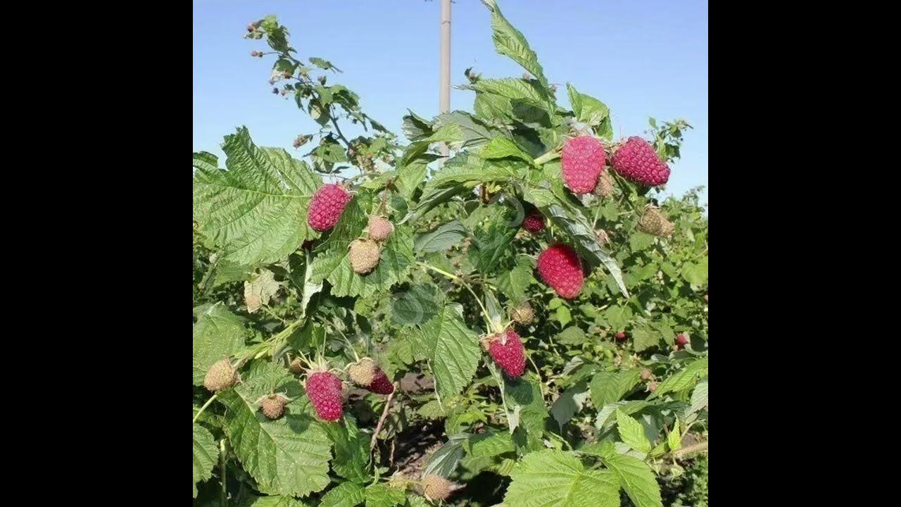Малина ремонтантная Самохвал - YouTube