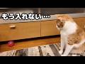 去年は入れた場所に頭が入らなくなった猫