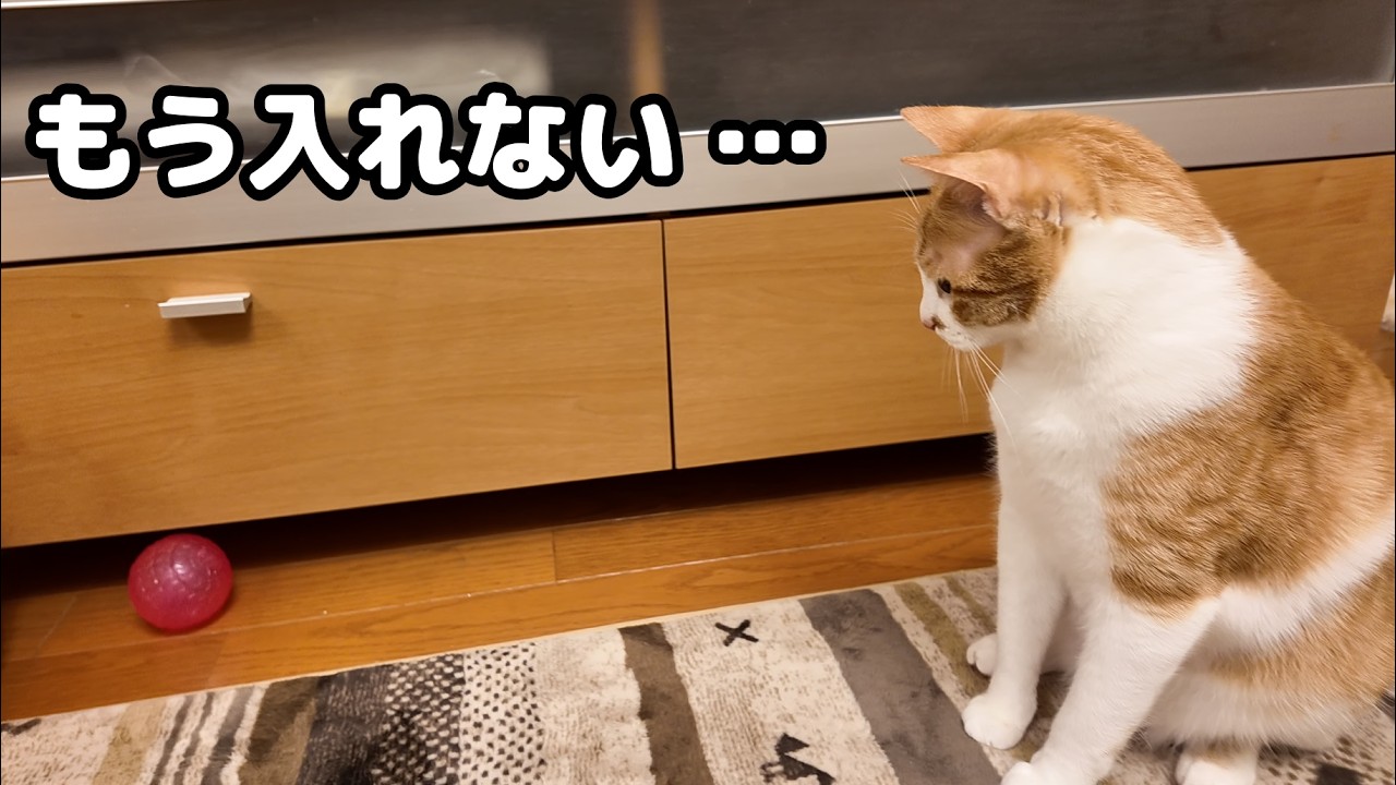 Last year, the cat's head no longer fit into the same spot it used