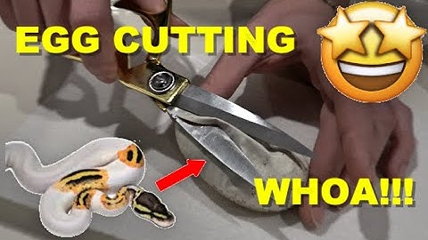 Ball Python Egg Cutting! But With A Twist!!!