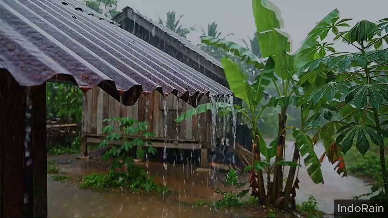 Extreme Tropical Rain on Village Metal Roof 🌧️ Instantly Fall Asleep Tonight