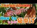♯103 【初心者必見】桃の袋掛けを簡単解説！【袋掛け】