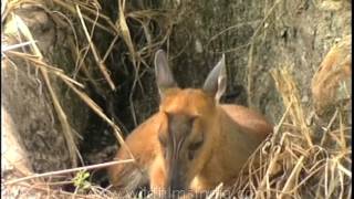 Barking deer napping near a tree screenshot 5