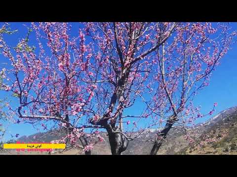 زهرة شجرة الخوخ