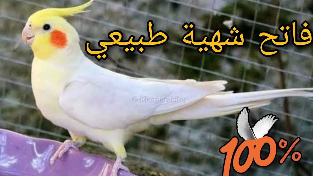 وجبة فاتحة لشهية الطيور بمكونات طبيعية ١٠٠%