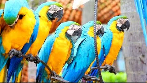 Amazing Colorful Parrots on Planet Earth | Most Beautiful & Expensive Macaws Parrots