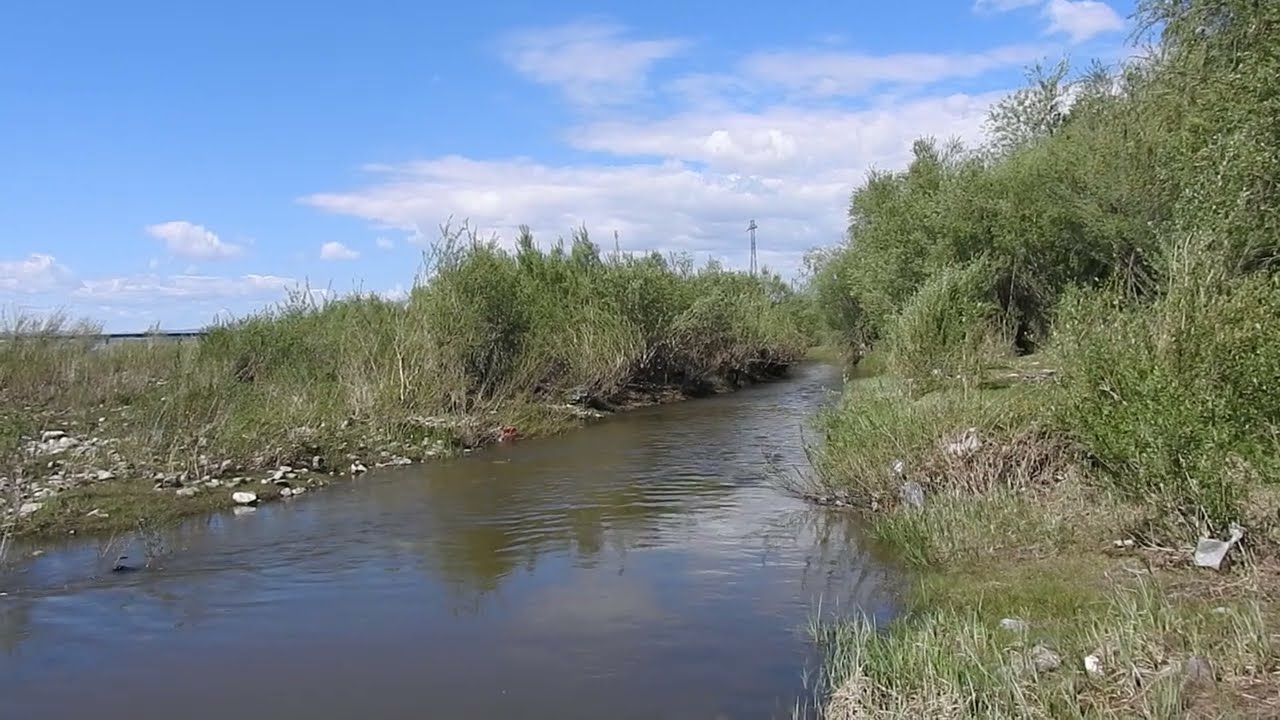 Пеночка-зарничка Phylloscopus inornatus DSCN7115