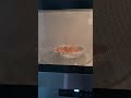 We switched #timelines B!!!       #metal don’t go in the #microwave #wtf