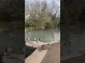 35 seconds of a rare chalk stream. 🌿