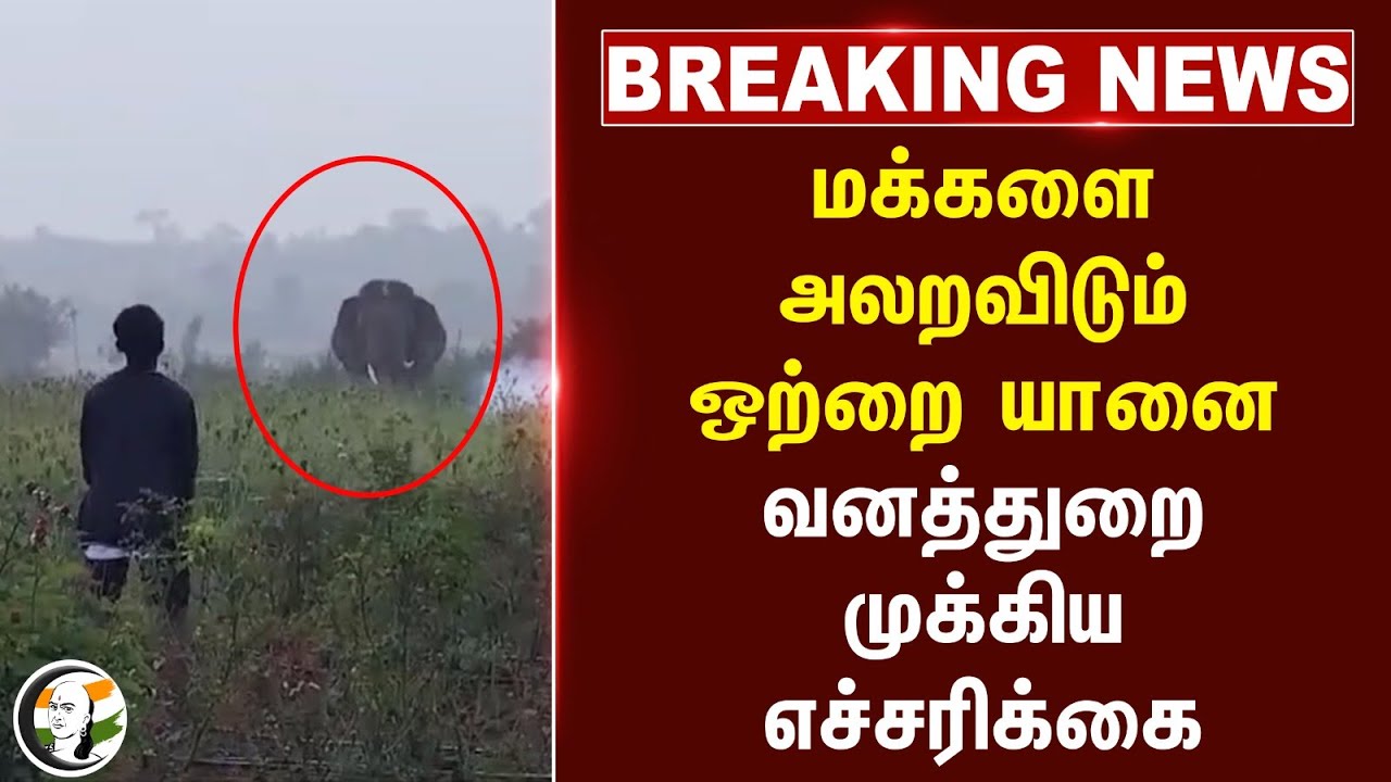 #breakingnews : மக்களை அலறவிடும் ஒற்றை யானை.. Forest Dept முக்கிய எச்சரிக்கை | Krishnagiri