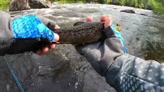Fly Fishing For Trout: Exploring Franklin County Fisheries