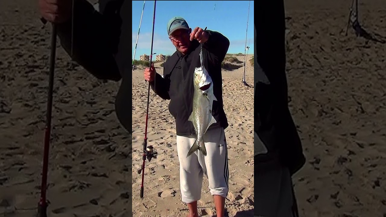 GRAN PESCA DE 3 ANJOVAS  ,  BLUEFISH  FISHING, PLAYA SALER, SPINNING. ESPAÑA VALENCIA