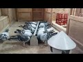 C b and c harris pigeons  the joy of keeping pigeons and our one loft racing team