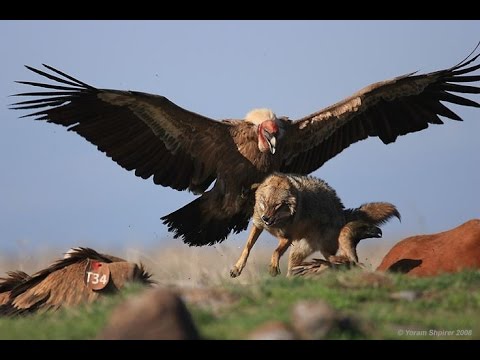EL CONDOR PASA SIMON 7 GARFUNKEL LEGENDADO - YouTube