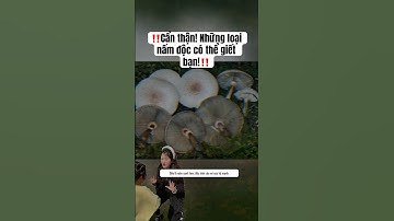 ‼️Cẩn thận! Những loại nấm độc có thể giết bạn!‼️ #trendingshorts #shortvideo