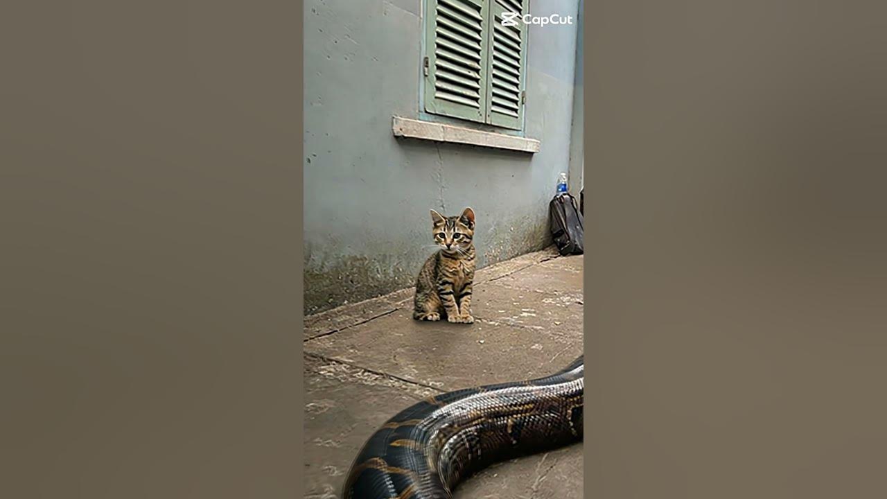 Shy Kitty Meets a Giant Python! - YouTube