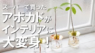 【一点物】アボカドの種から彫り出した「情熱のミニ薔薇」 mqdefault.jpg