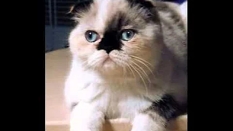 Video 8158021: exotic shorthair persian cat, exotic shorthair cat breed