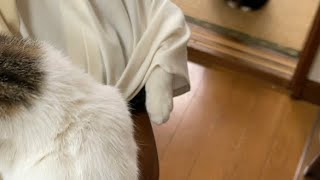 袖から出る手が…！住職はやはり猫だったのか⁉︎