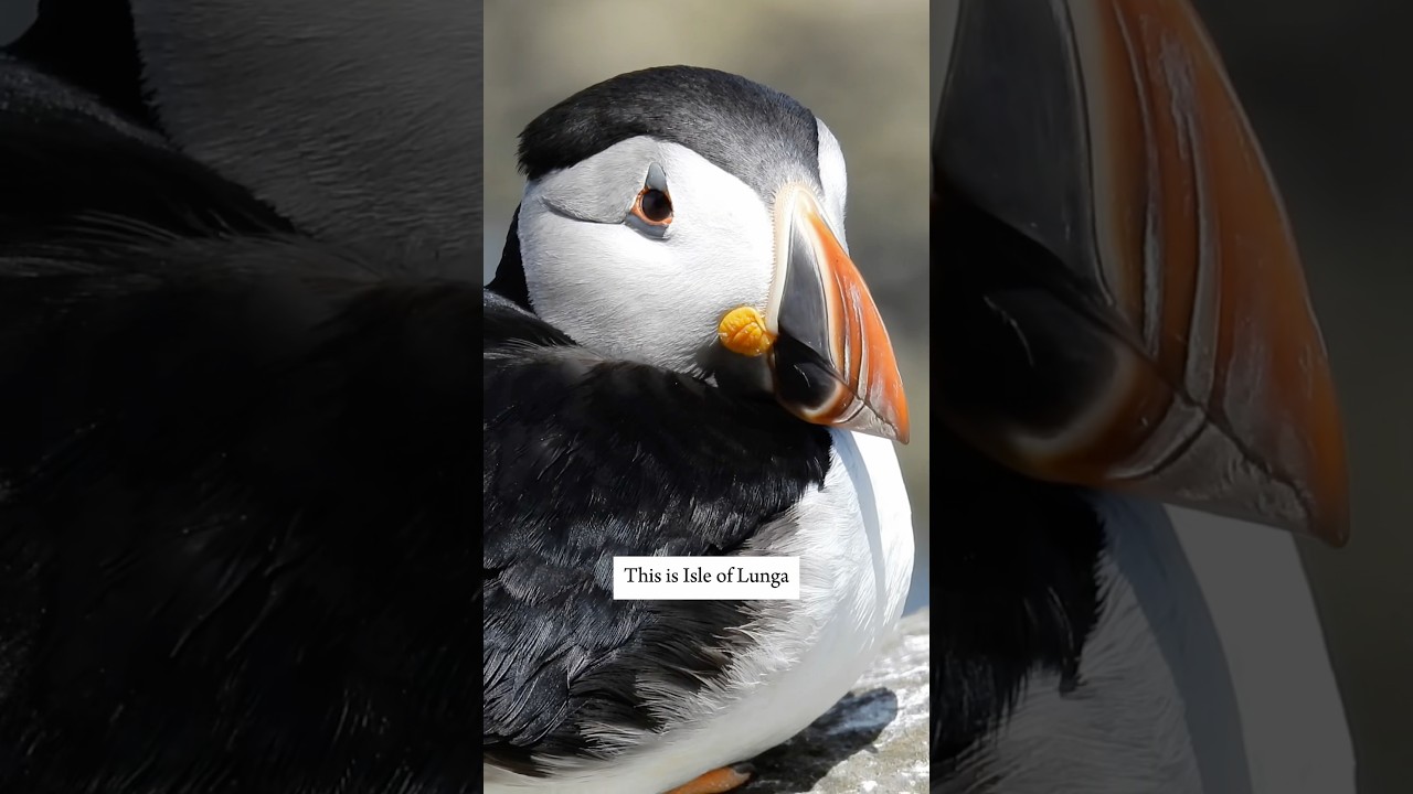 I Visited Scotland's Puffin Paradise 