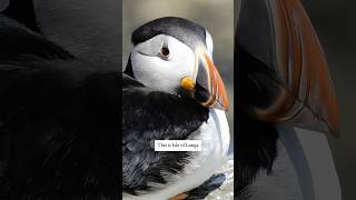 I Visited Scotland's Puffin Paradise #treshnishisles #puffins #isleoflunga