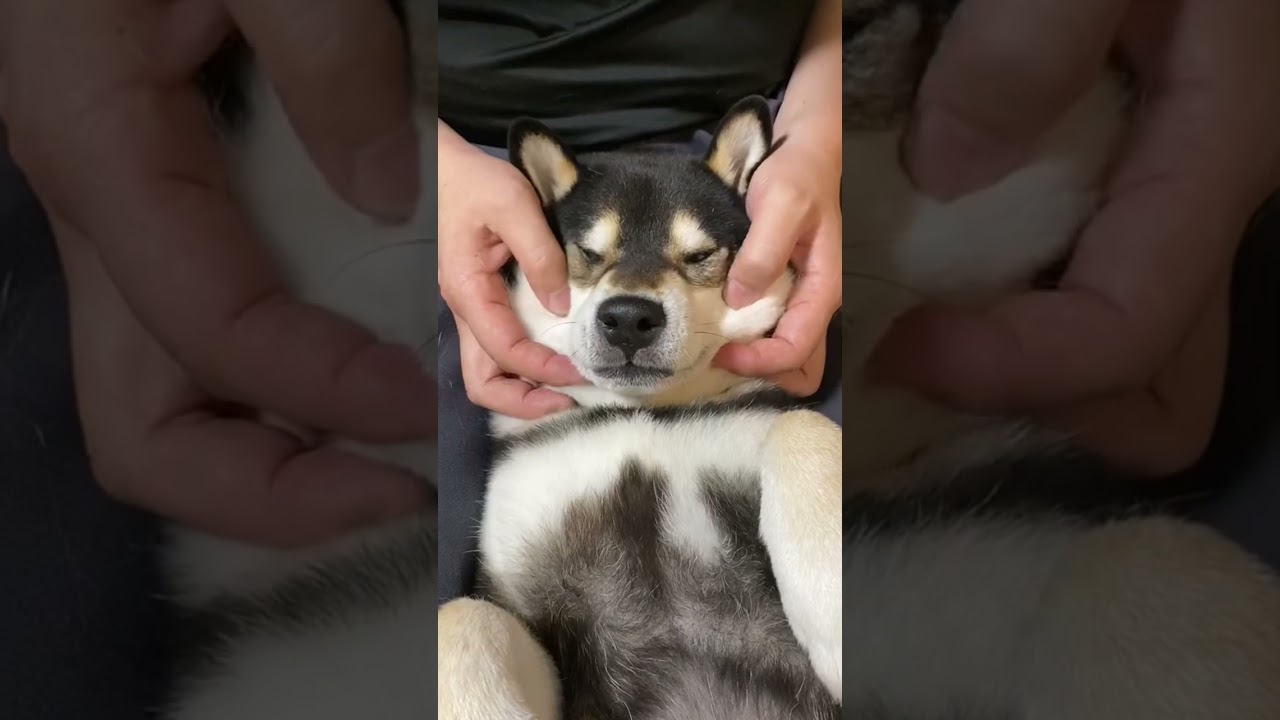 きもちよさそうないぬだなぁ Short Youtube