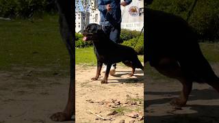 Indian Champion Dog 🐕 #shorts #letstalkk9