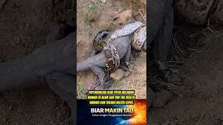 Reaksi Alami Ular Piton Dan Biawak Ketika Mereka Bertemu Di Alam Liar 😱 #shorts