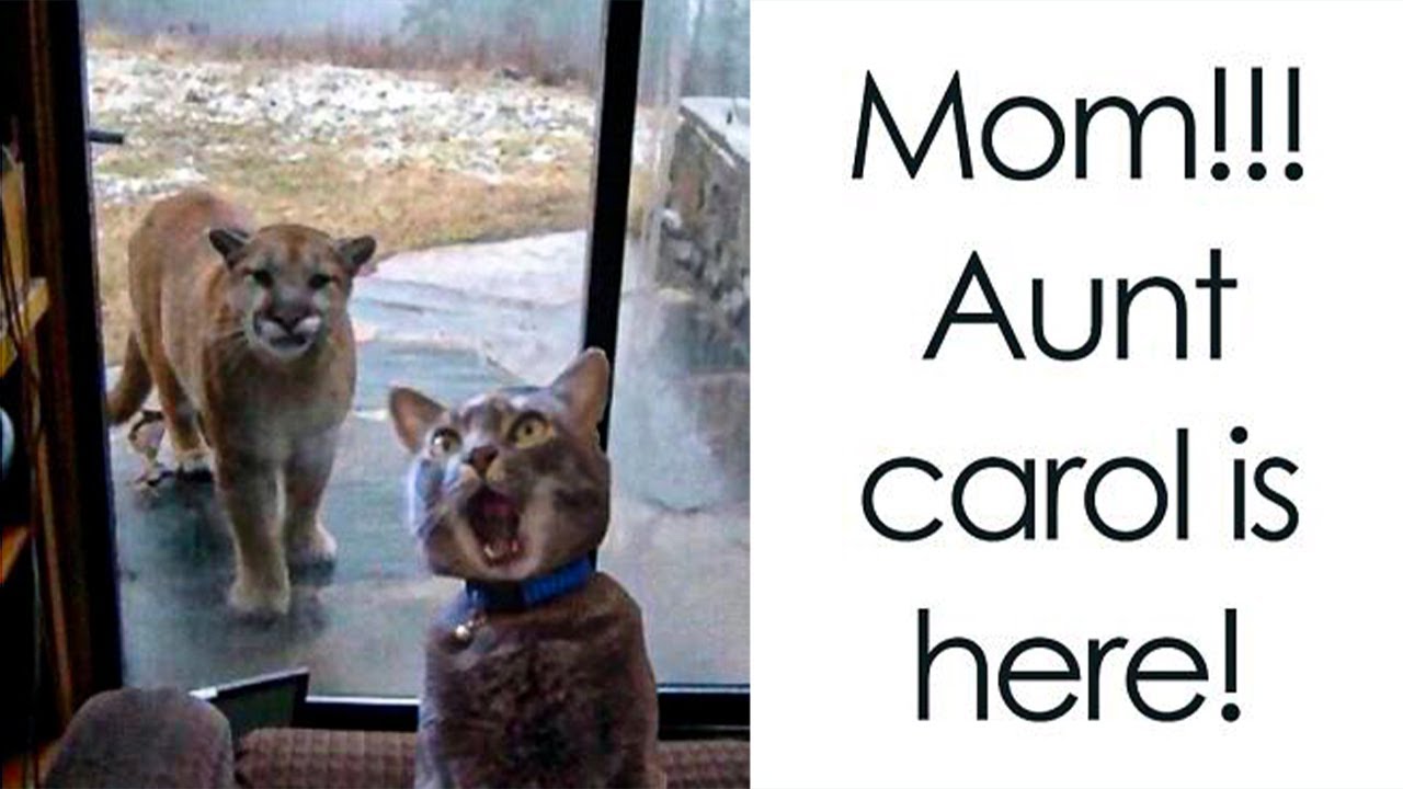 Adorable Animal Memes to Distract You from the World's Chaos Right Now