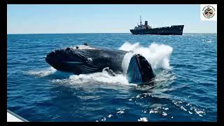 Orca Kidnaps Baby Humpback Whale in Rare Attack | 4K UHD Wildlife Documentary | Animal Earth World