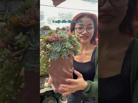 Video Hoa Sinh Nhật Đẹp Tặng Bạn từ chậu sen đá đẹp như hoa,... - youtube