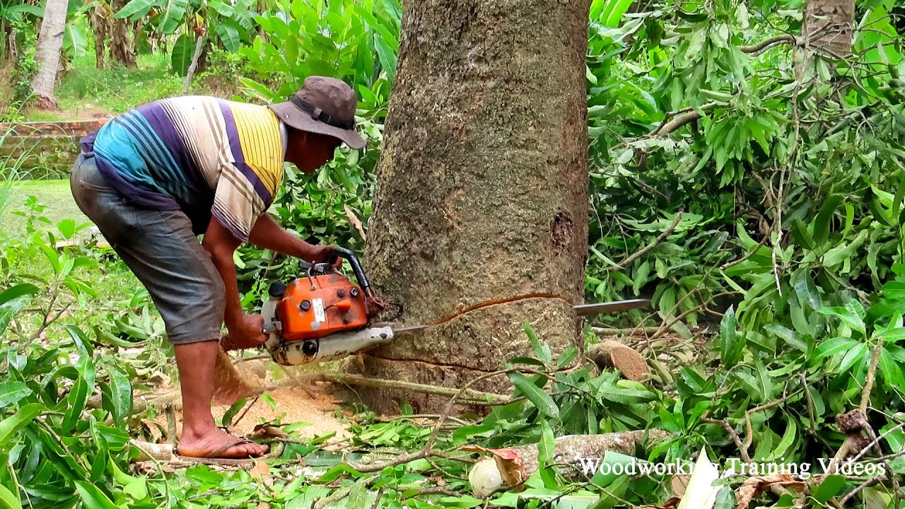 Incredible Chainsaw MS720 Felling Big Trees! Technique Trees Cutting ...